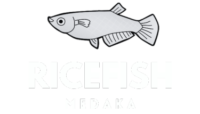 ricefishmedaka.com